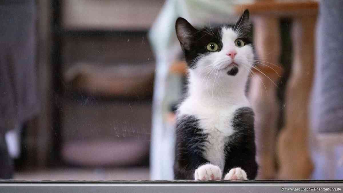 Machen Katzen glücklicher? Forscher entdecken verblüffende Zusammenhänge