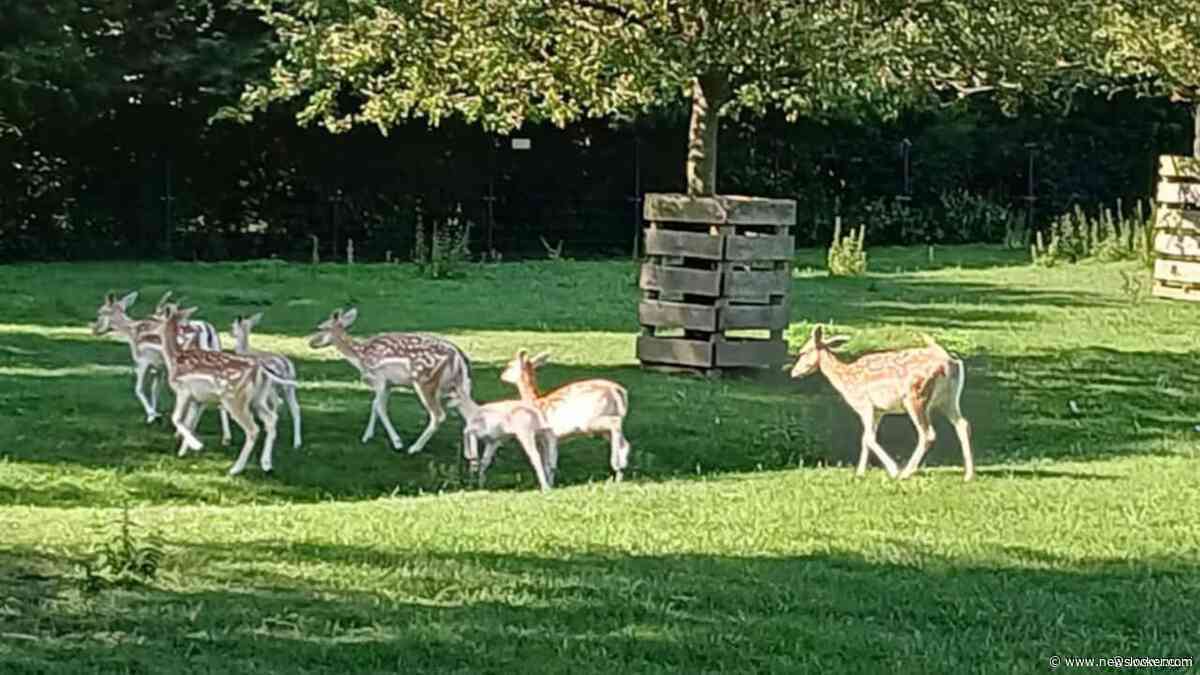 Vijf herten in hertenkamp Maasland overleden nadat iemand rijst in voederbak gooit
