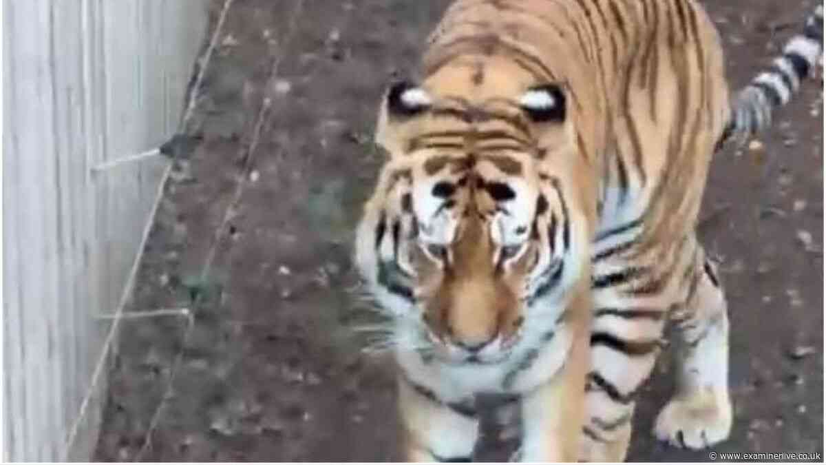 Devastated Yorkshire Wildlife Park zookeepers praised as new details emerge on tiger attack