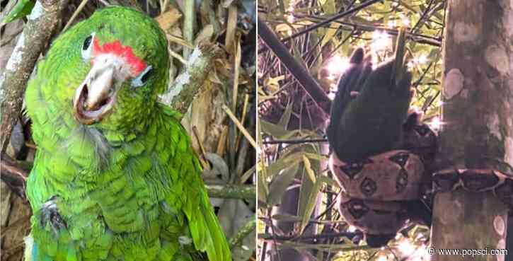 Young parrot rescued from grips of invasive boa snake