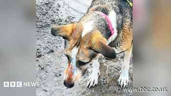 Owners fear 'healthy' dog died due to orange substance exposure on contaminated land