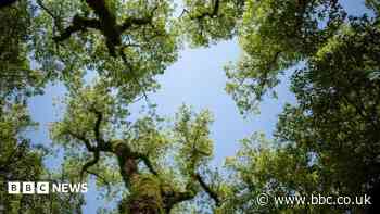 Council exceeds Surrey tree planting target