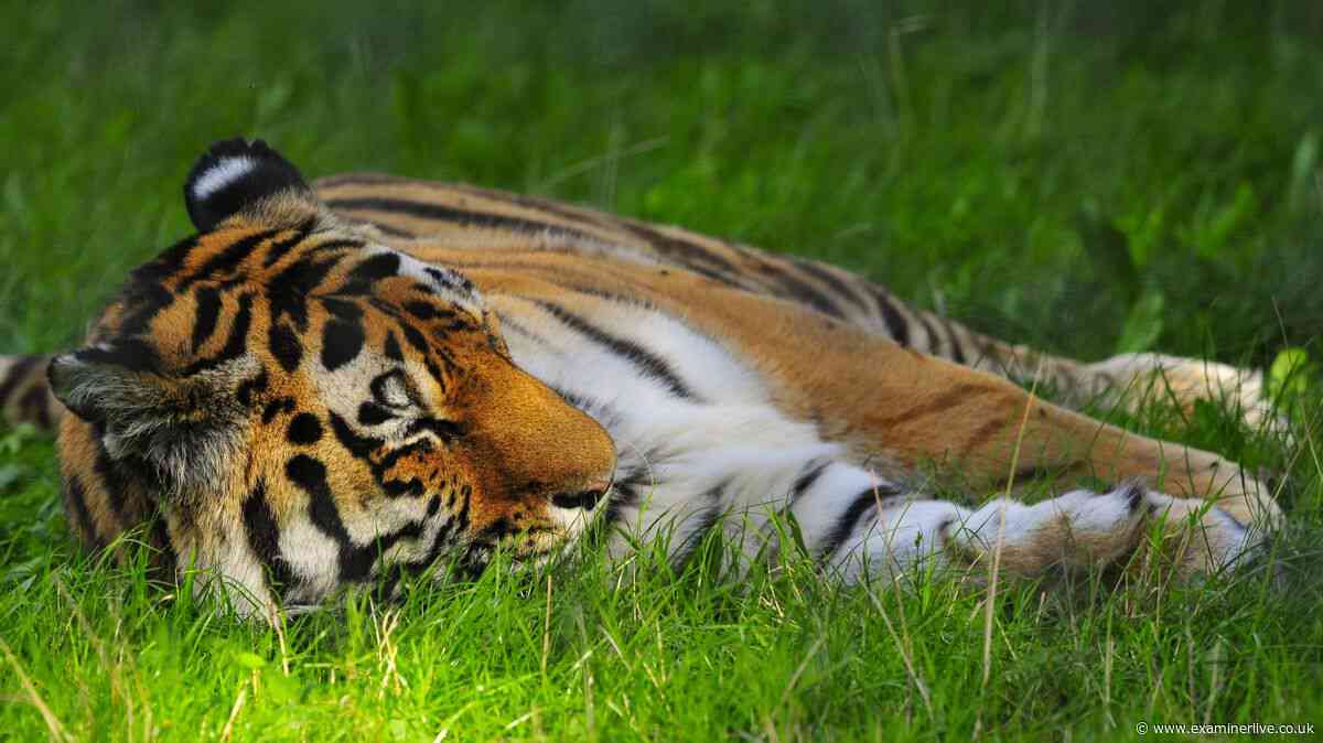 Who is Altai the tiger? 'Calm' Amur tiger's life at Yorkshire Wildlife Park before attack
