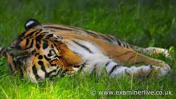 Who is Altai the tiger? 'Calm' Amur tiger's life at Yorkshire Wildlife Park before attack