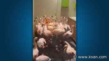 WATCH: Flamingos Huddle in Zoo Restroom to Wait Out Hurricane Isaias