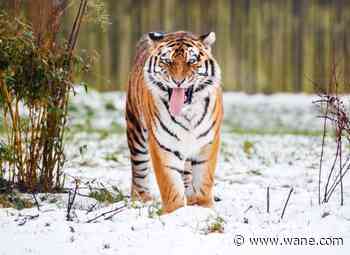 Tiger kills man who entered big cat enclosure at English wildlife park