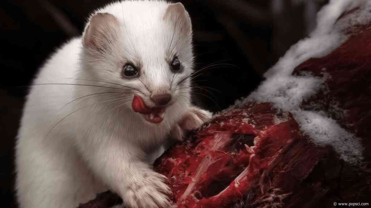8 fierce animals show just how metal nature is