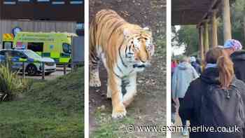 Yorkshire Wildlife Park tiger attack latest as park breaks silence as gates set to reopen
