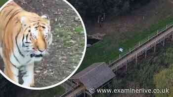 Visitors 'not strong enough' to hold back man who jumped 12ft into tiger pen