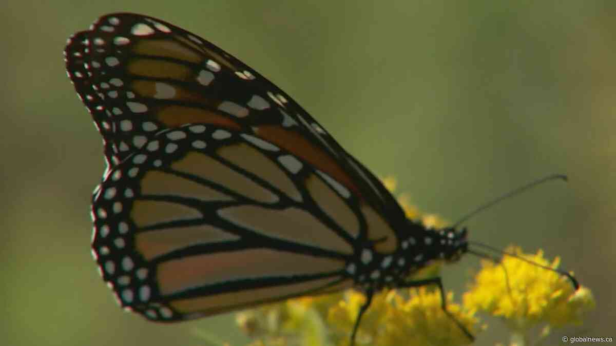 First butterfly tagged in Winnipeg makes it to Mexico, expert says