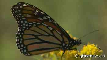 First butterfly tagged in Winnipeg makes it to Mexico, expert says