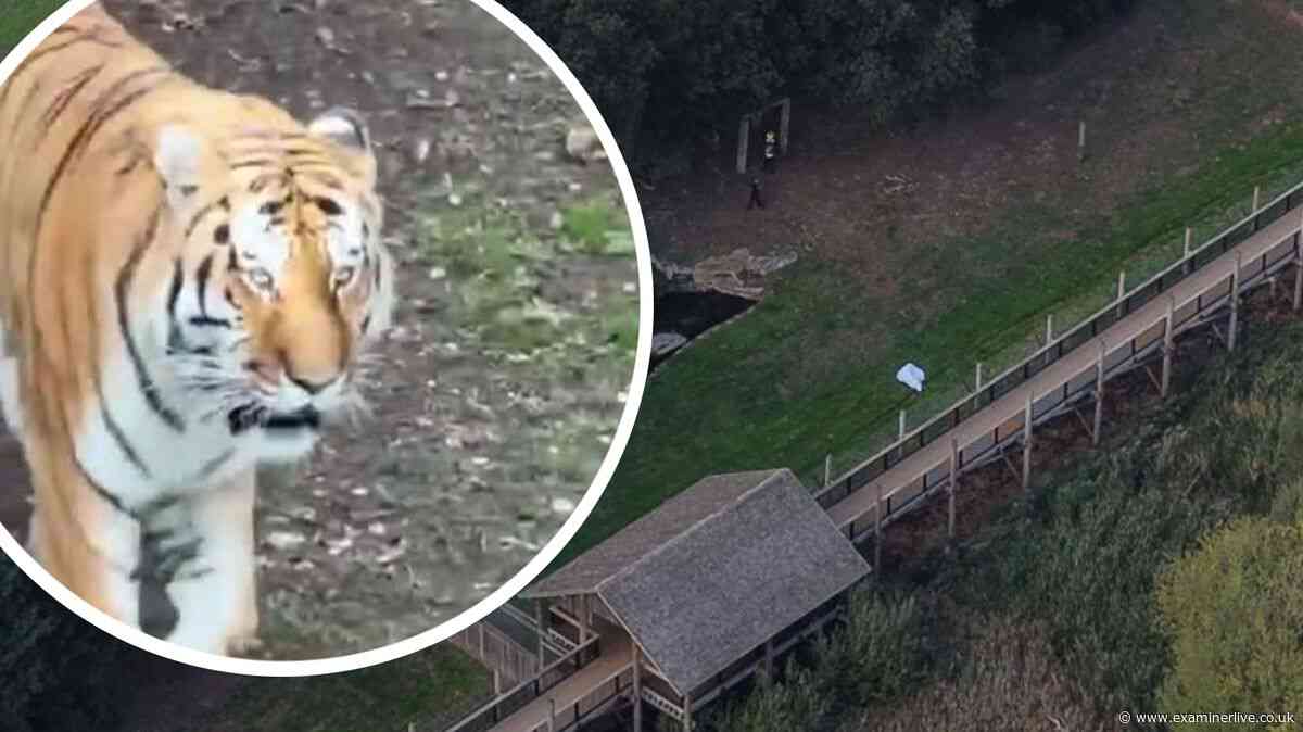 Visitors 'not strong enough' to hold back man who jumped 12ft into tiger pen
