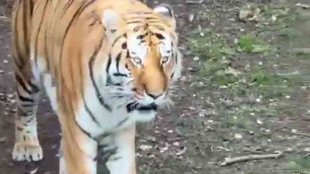 Zookeepers 'did everything they could' after man jumped into tiger enclosure