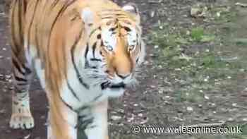 Zookeepers 'did everything they could' after man jumped into tiger enclosure