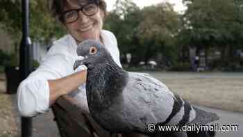 Operation Pigeon Toe: To most of us they're 'flying vermin'. But to some, they're helpless creatures in dire need of rescue from the vast amount of human hair on our streets that wraps around their legs and cripples them