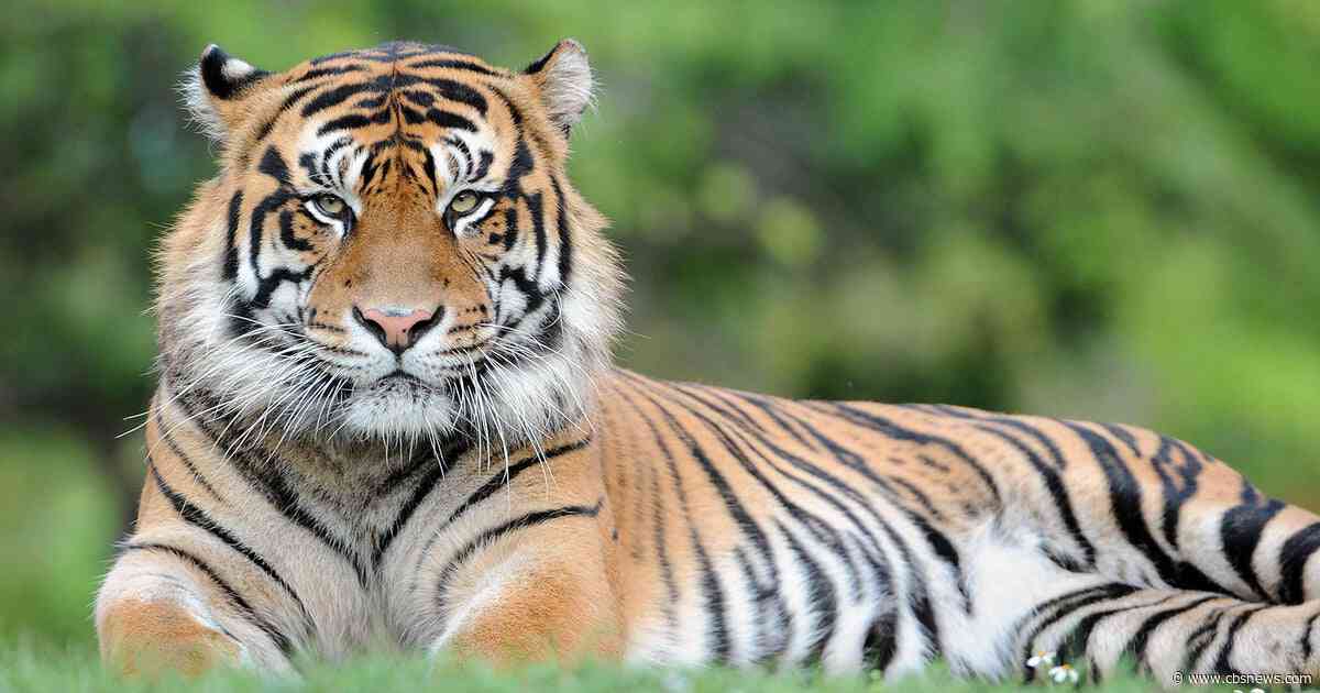 Man killed by tiger in England after entering enclosure at wildlife park