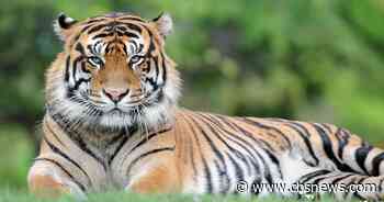 Man killed by tiger in England after entering enclosure at wildlife park