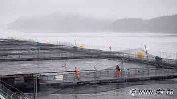 Heart disease found in 5 of 7 open-net salmon farms: study
