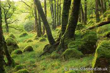Climate change making rainforest restoration ‘more complicated’, expert warns