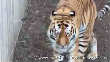 Visitors 'not strong enough' to hold back man who tragically died after jumping into tiger enclosure