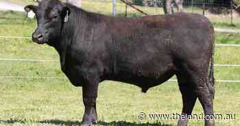 Commercial buyers chase maternal traits at Reiland online bull sale