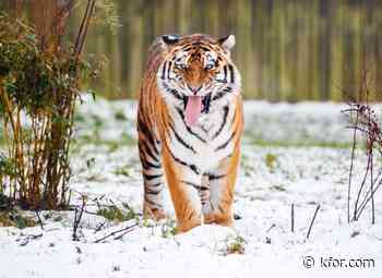 Tiger kills man who entered big cat enclosure at English wildlife park