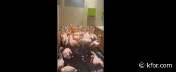 WATCH: Flamingos Huddle in Zoo Restroom to Wait Out Hurricane Isaias