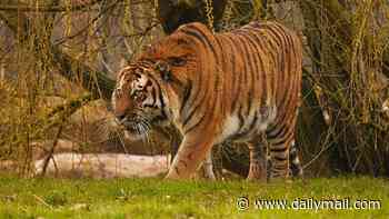 Tiger victim 'was on all fours, praying and bowing' to the animal before it mauled him to death at UK zoo - as people frantically tried to save his life
