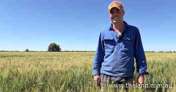 Faba beans the secret weapon behind Tullamore's best wheat crops this year