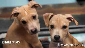 Lucy's Law: A real bite on NI's illegal puppy trade or a toothless attack?