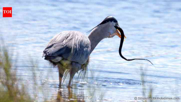 Secretary bird kicks a cobra's head with force five times its body weight: 5 birds that hunt down venomous snakes for lunch