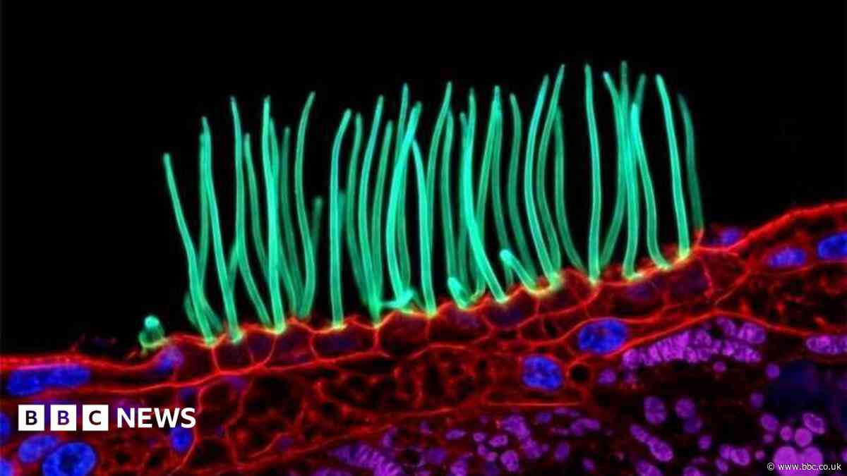 Prize-winning image which sparked backlash was AI-generated, Nikon rules