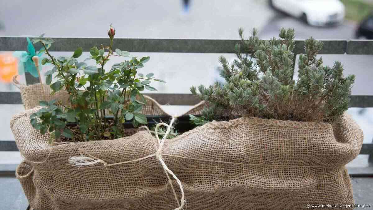 Noch nicht wegwerfen: Balkonpflanzen retten und überwintern