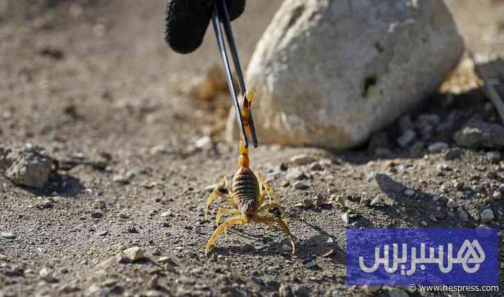 دراسة علمية تتوقع توسع مناطق انتشار عقرب شديد السمية في المغرب