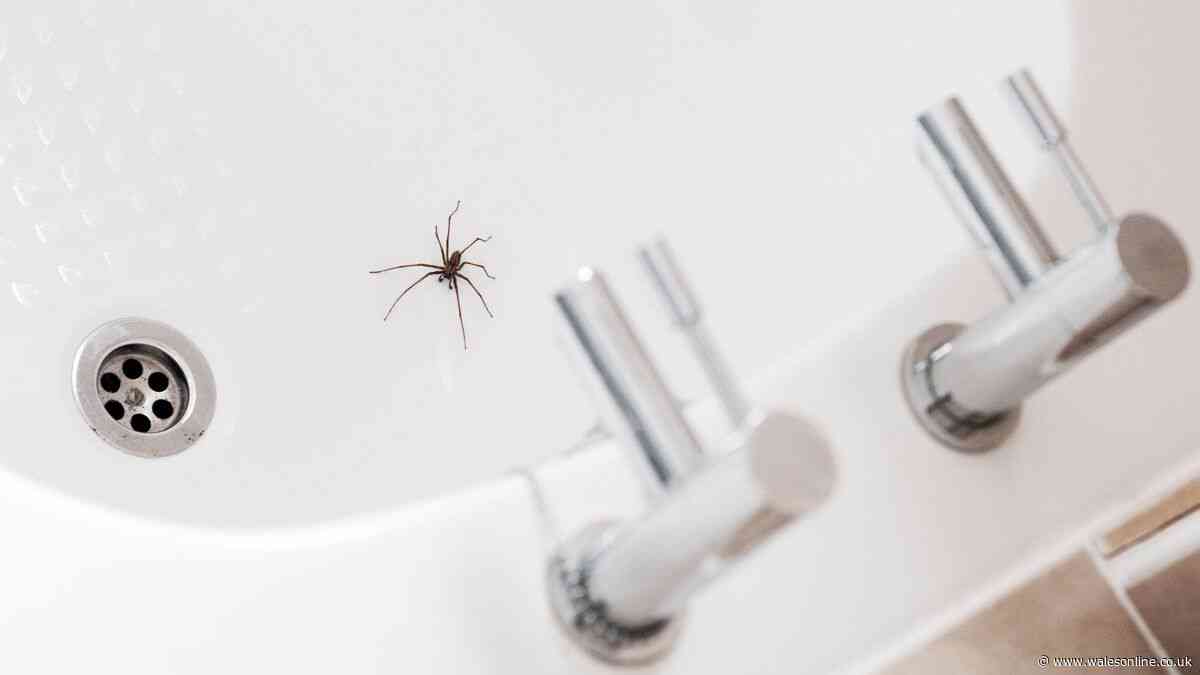 Deter spiders in October with 2-ingredient mix expert says they ‘hate’