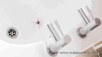 Deter spiders in October with 2-ingredient mix expert says they ‘hate’