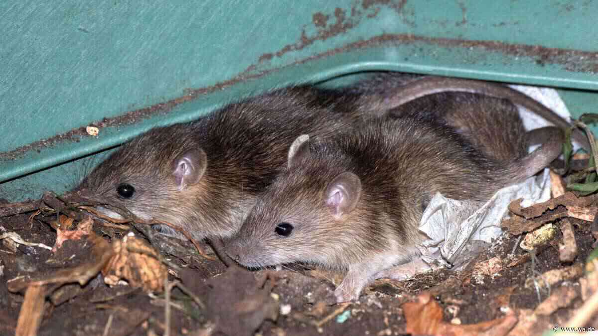 Ratten lieben Ihren Kompost – mit diesen Methoden machen Sie Schluss damit