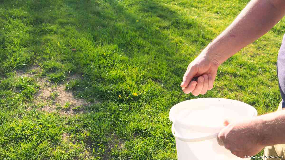Grass will be greener in 1 week if you add impressive item gardeners are buying at B&Q