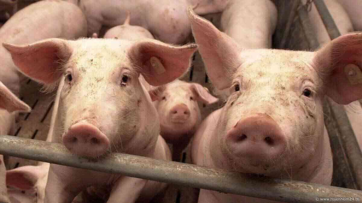 „Wir dürfen uns nicht daran gewöhnen“ – Sterben zu viele Jungtiere in Bayerns Ställen?