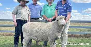 Supreme exhibit makes top money at 38th Bocoble Merino and Poll Dorset sale