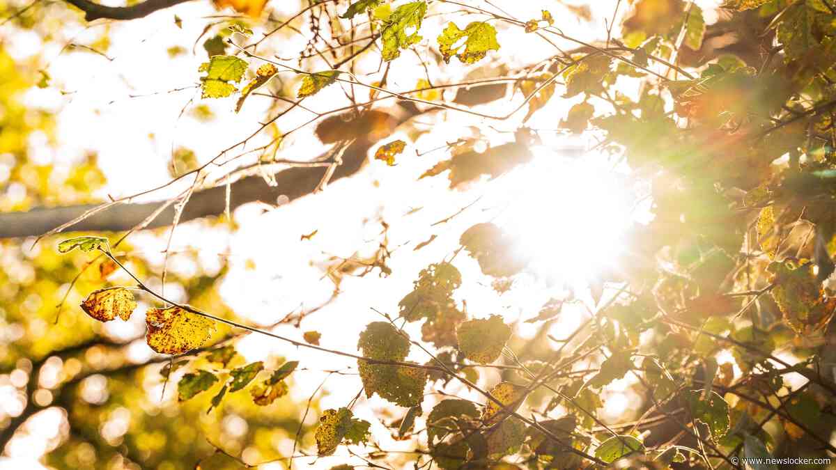 Prachtig herfstweer deze week: koude start, daarna veel zon