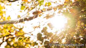 Prachtig herfstweer deze week: koude start, daarna veel zon