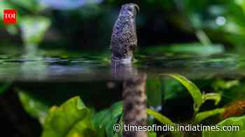 The snake that tricks fish into swimming straight into its mouth