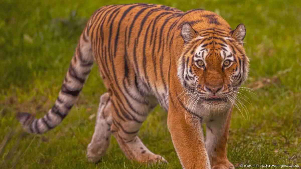 Man 'bowed down' to tiger moments before attack at Yorkshire Wildlife Park