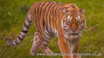 Yorkshire Wildlife Park witnesses recall horrific final moments before man mauled by tiger
