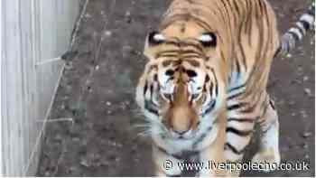Witnesses recall horrifying scream in man's final moments before tiger attack