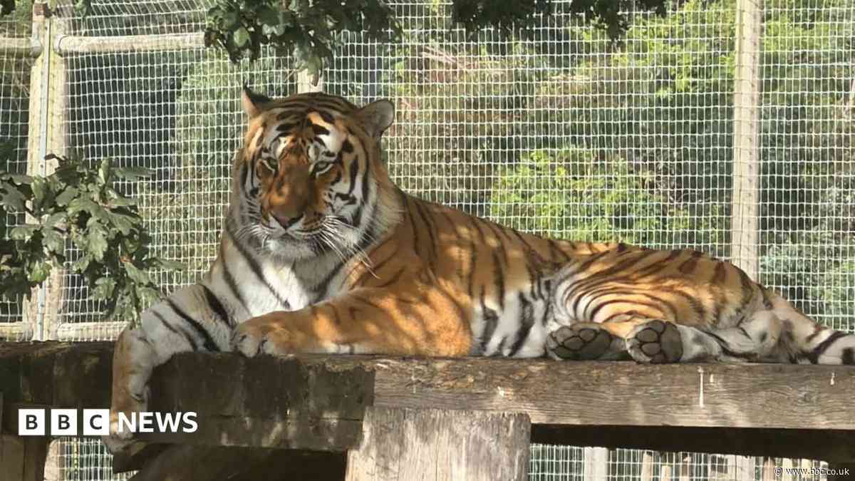 Wildlife park remains closed after tiger attack