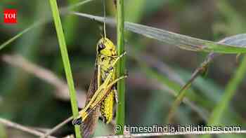 Thousands of rare grasshoppers released in Norfolk after 86 years