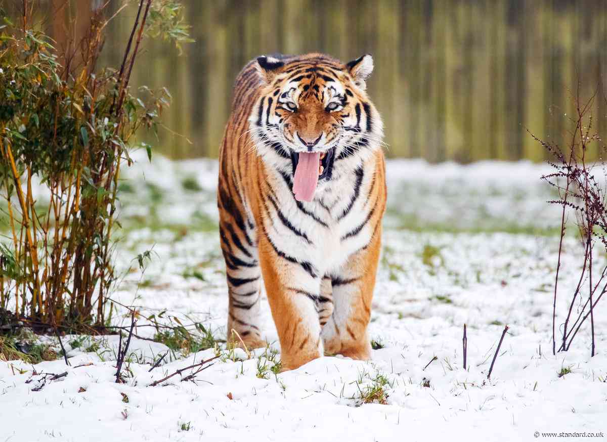 Woman 'tried to stop man jumping into tiger enclosure before he was mauled to death'