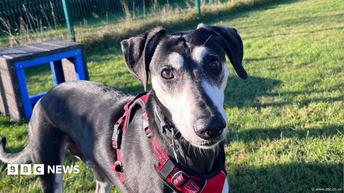 Rescue dog learns to play after living in darkness